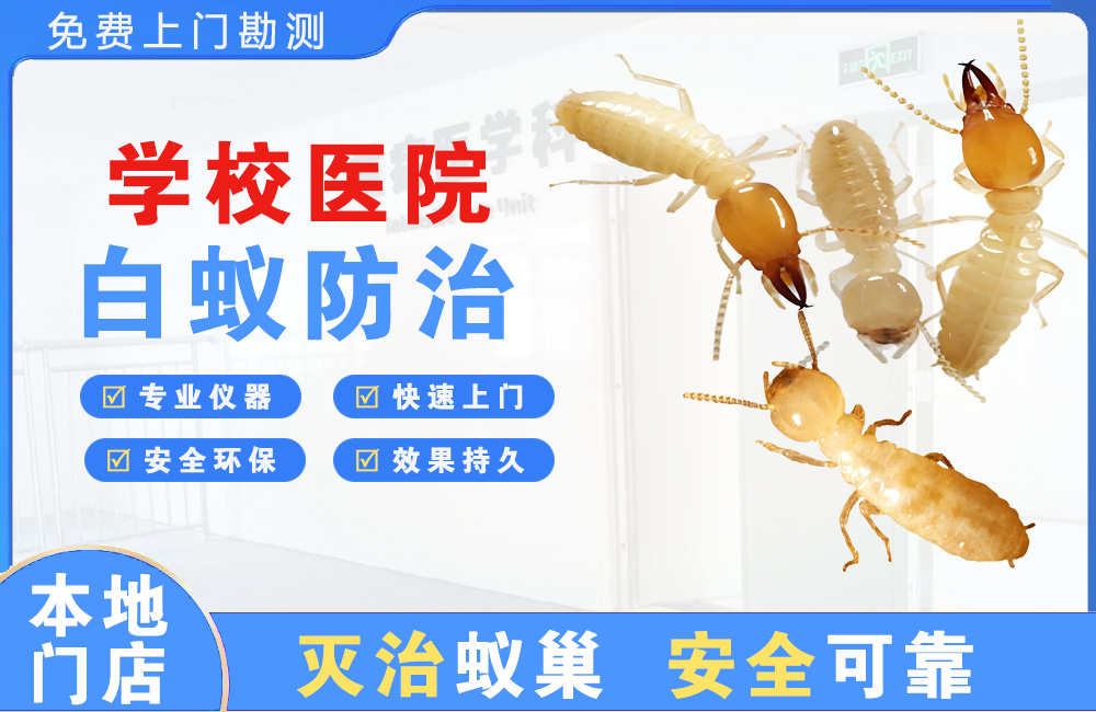 泗阳学校医院白蚁防治