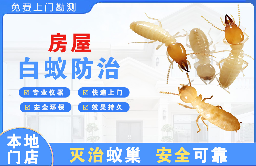 泗阳房屋白蚁防治